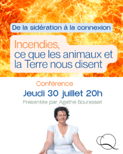 Incendies, ce que les animaux et